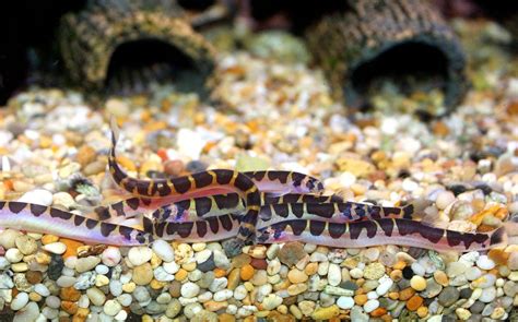 蛇魚好養嗎|【蛇魚怎麼養】打造水族新寵！蛇魚養殖指南：照養要領大公開